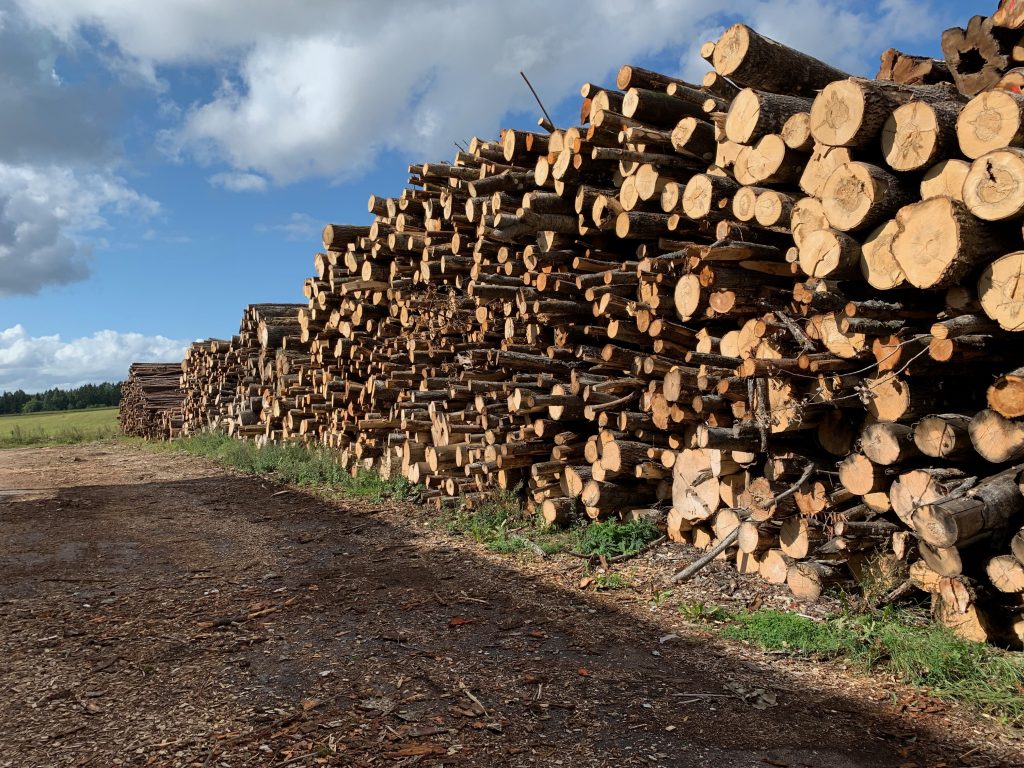 Miško pardavimas su specialistų pagalba, miško pardavimui paruošta mediena